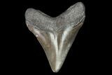 Juvenile Megalodon Tooth - Georgia #101359-1